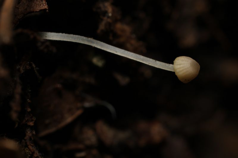 Fungo da identificare 1